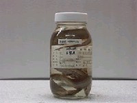 藏品(白帶魚)的圖片